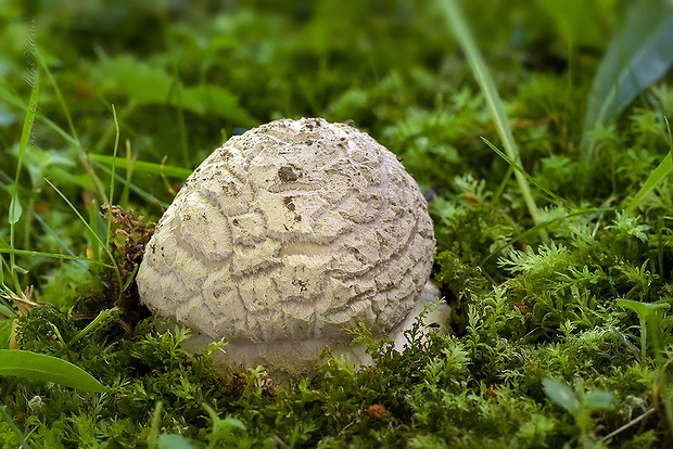 muchotrávka šiškovitá Amanita strobiliformis Gonn. & Rabenh.