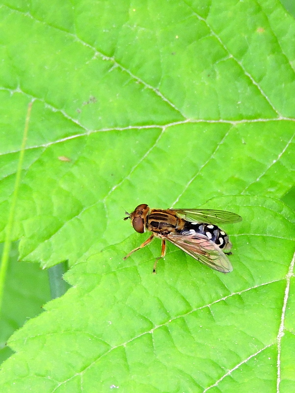 pestrica Anasimyia transfuga