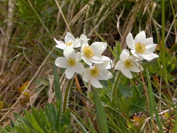 veternica narcisokvetá  Anemone narcissiflora L.