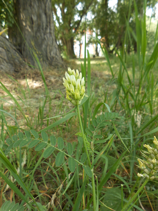 kozinec cícerovitý Astragalus cicer L.