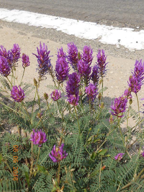 kozinec vičencovitý Astragalus onobrychis L.