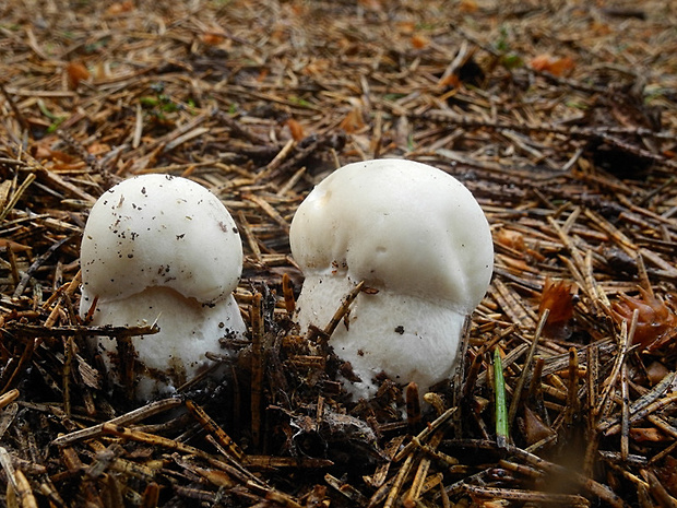 hríb smrekový Boletus edulis Bull.