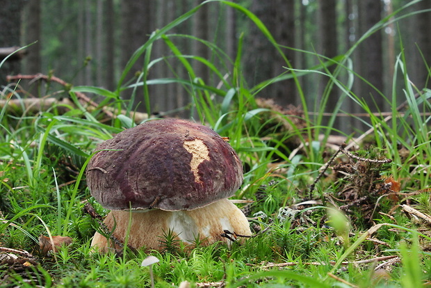 hríb sosnový Boletus pinophilus Pil. et Dermek in Pil.