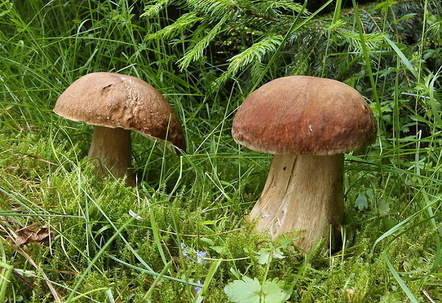 hríb dubový Boletus reticulatus Schaeff.