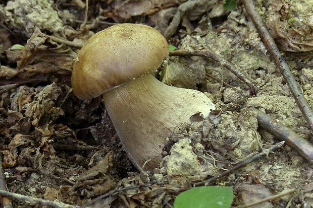 hríb dubový Boletus reticulatus Schaeff.