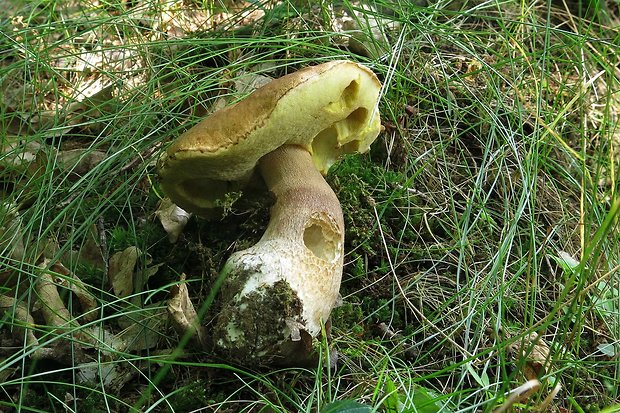 hríb dubový Boletus reticulatus Schaeff.