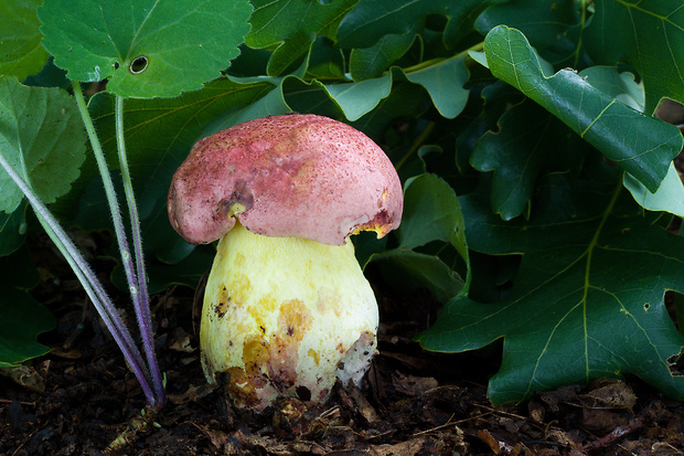 hríb kráľovský Butyriboletus regius (Krombh.) D. Arora & J.L. Frank