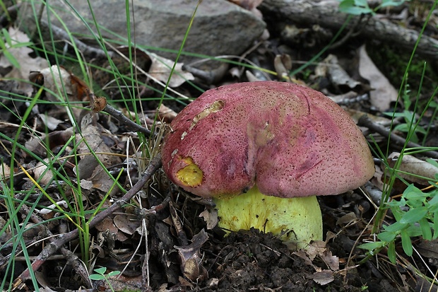 hríb kráľovský Butyriboletus regius (Krombh.) D. Arora & J.L. Frank