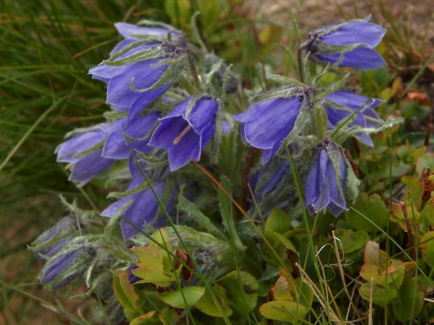 zvonček alpínsky   Campanula alpina Jacq.