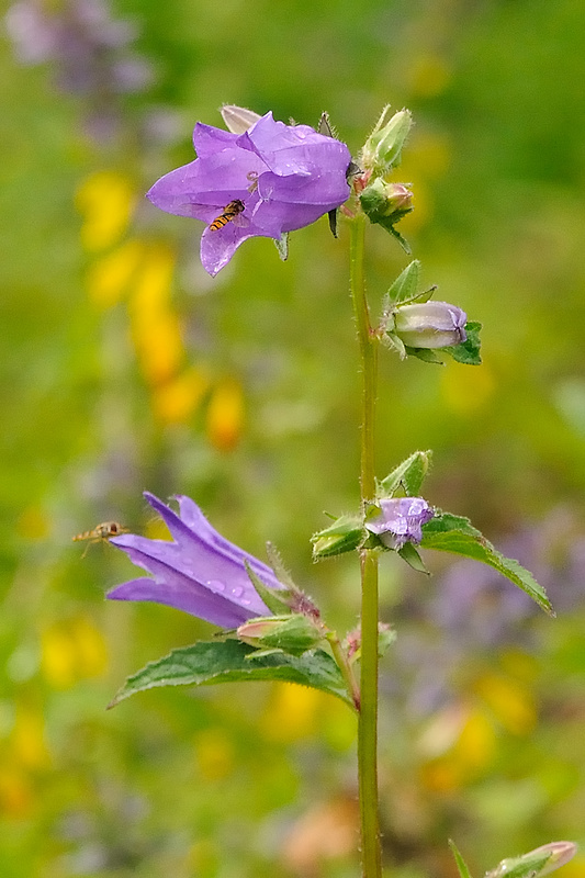 zvonček pŕhľavolistý Campanula trachelium L.