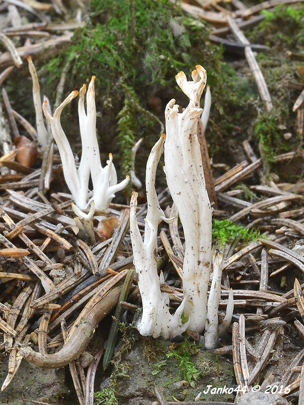 konárovka vráskavá Clavulina rugosa (Bull.) J. Schröt.