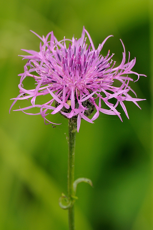 nevädzník hlaváčovitý Colymbada scabiosa (L.) Holub