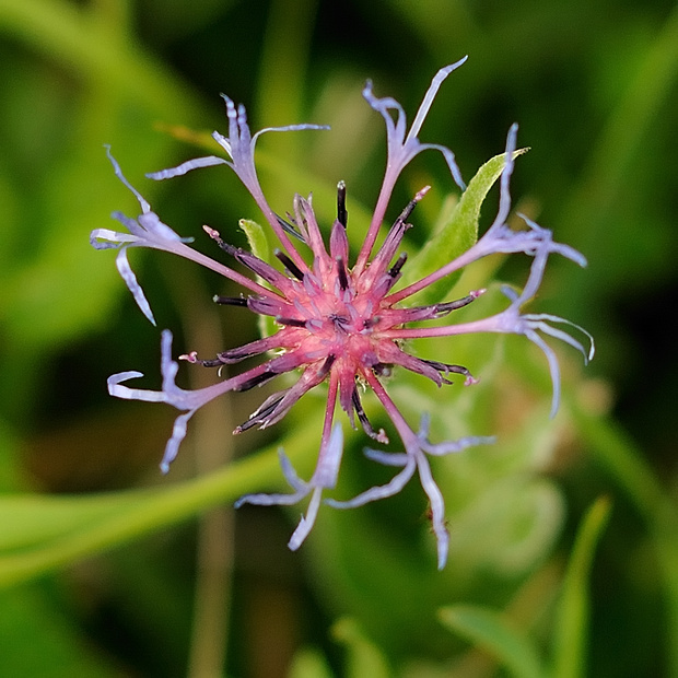 nevädza horská Cyanus montanus (L.) Mill.