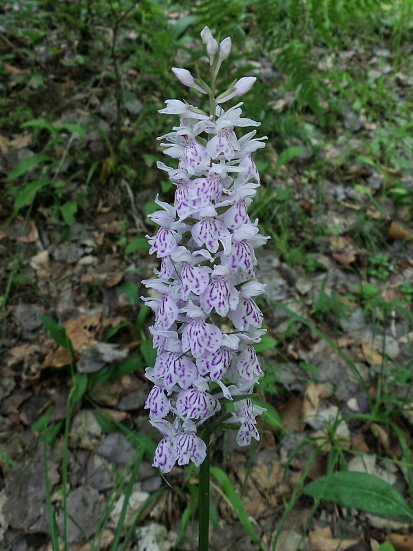 vstavačovec fuchsov soóov Dactylorhiza fuchsii subsp. sooana (Borsos) Borsos