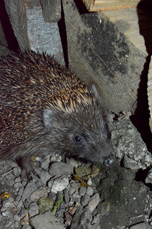 jež tmavy Erinaceus europaeus