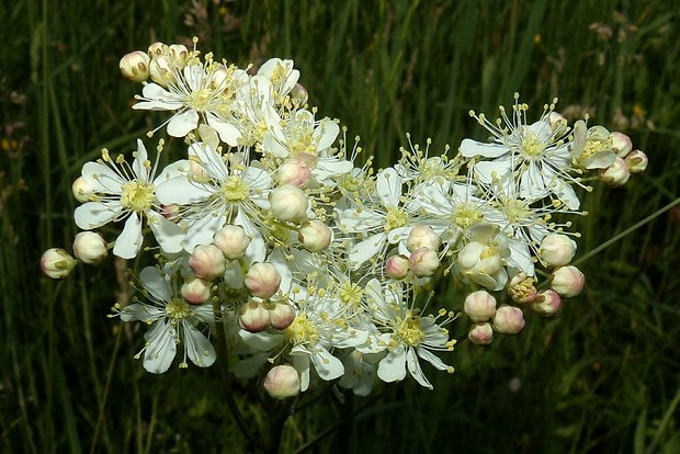 túžobník obyčajný Filipendula vulgaris Moench