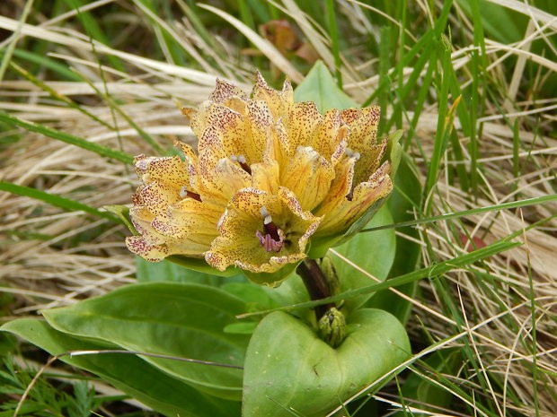 horec bodkovaný  Gentiana punctata  L.