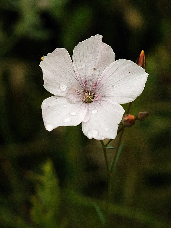 ľan tenkolistý Linum tenuifolium L.