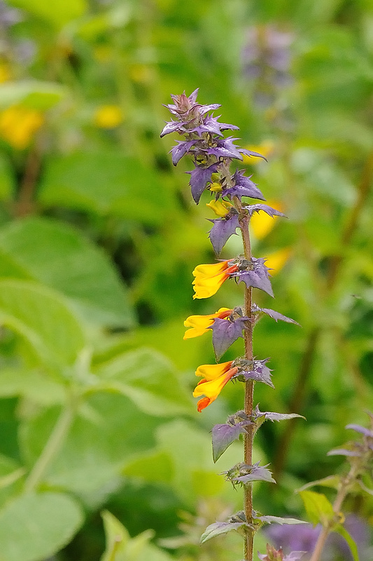 čermeľ hájny Melampyrum nemorosum L.