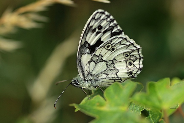 očkáň timotejkový Melanargia galatea