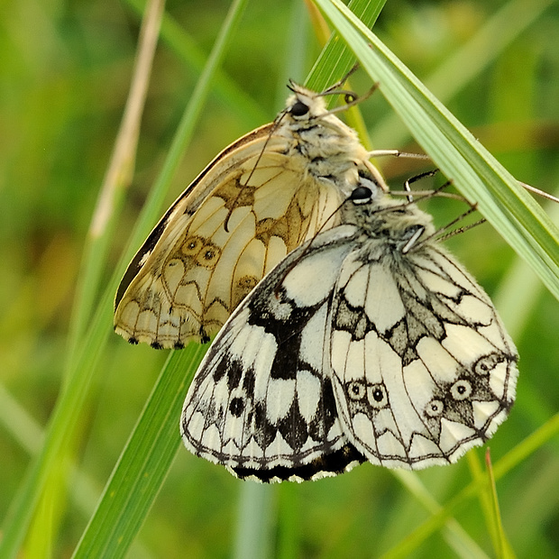 očkáň timotejkový Melanargia galathea