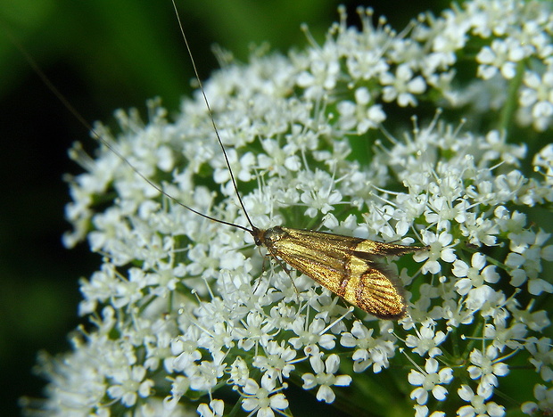 adela De Geerová Nemophora degeerella