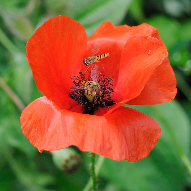 mak vlčí Papaver rhoeas L.