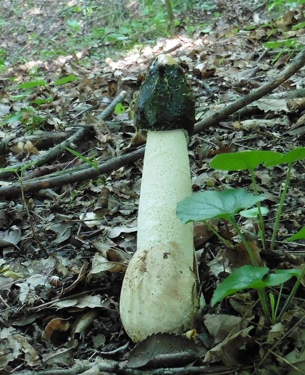 hadovka smradľavá Phallus impudicus L.