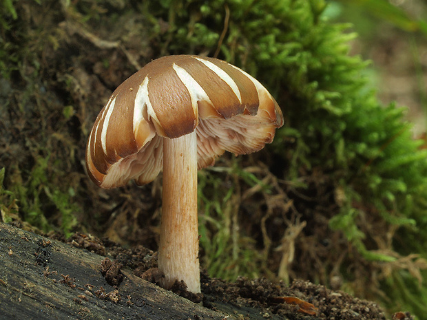 štítovka Pluteus sp.