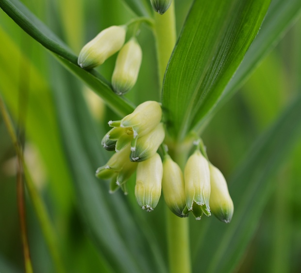 kokorík praslenatý Polygonatum verticillatum (L.) All.