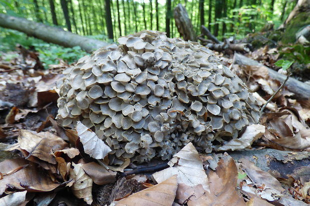 trúdnik klobúčkatý Polyporus umbellatus (Pers.) Fr.