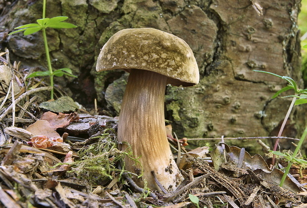 tmavohríb obyčajný Porphyrellus porphyrosporus (Fr. & Hök) E.-J. Gilbert