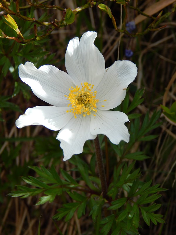 poniklec biely  Pulsatilla scherfelii  (Ullepitsch) Skalický