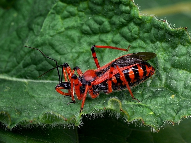 zákernica červená (sk) / zákeřnice červená (cz) Rhynocoris iracundus Poda, 1761