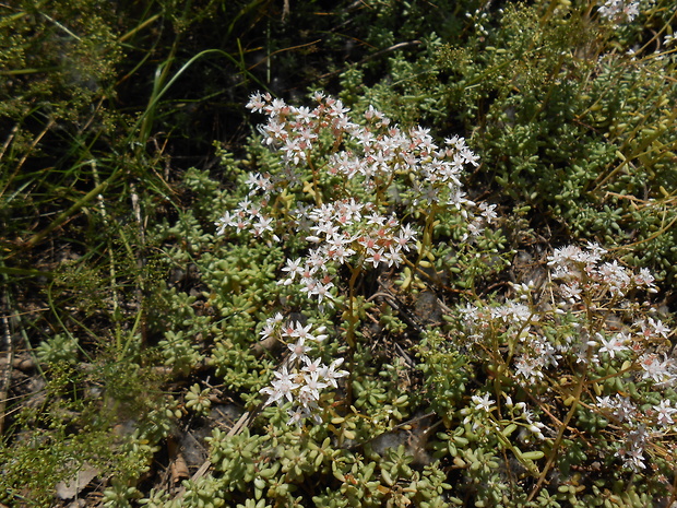 rozchodník biely Sedum album L.