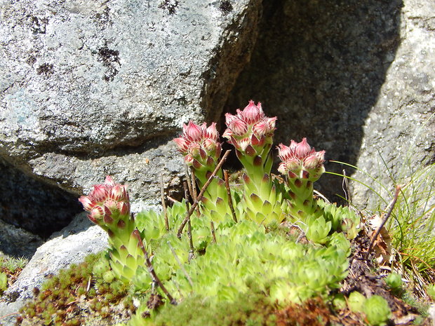 skalnica wettsteinova Sempervivum wettsteinii Letz, ined.