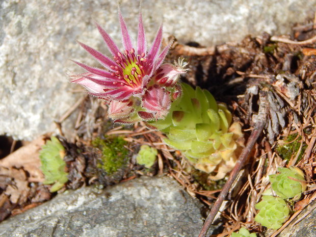 skalnica wettsteinova  Sempervivum wettsteinii Letz, ined.