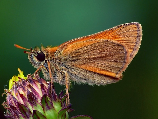 súmračník metlicový (sk) / soumračník metlicový (cz) Thymelicus sylvestris