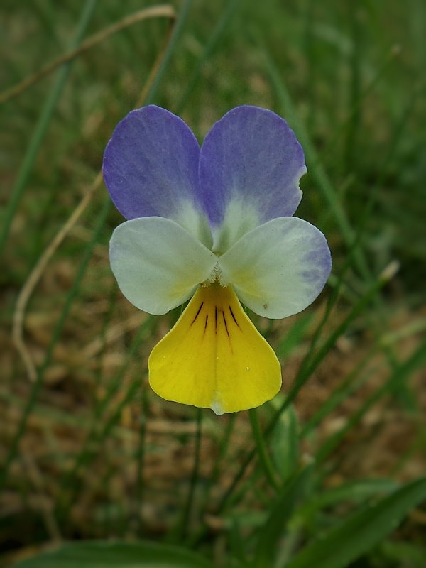 fialka trojfarebná Viola tricolor L. emend. F. W. Schmidt