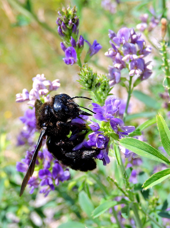 drevár fialový  Xylocopa violacea