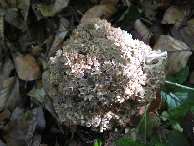 trúdnik klobúčkatý Polyporus umbellatus (Pers.) Fr.