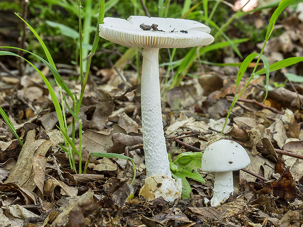 muchotrávka striebristá Amanita cf. mairei Foley