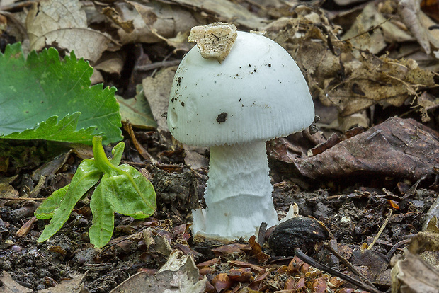 muchotrávka striebristá Amanita cf. mairei Foley