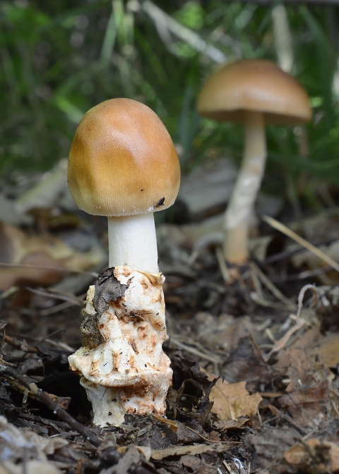 muchotrávka plavohnedá Amanita fulva Fr.