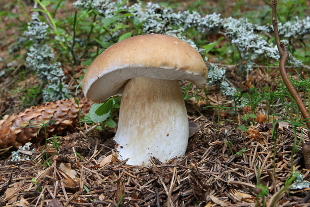 hríb smrekový Boletus edulis Bull.