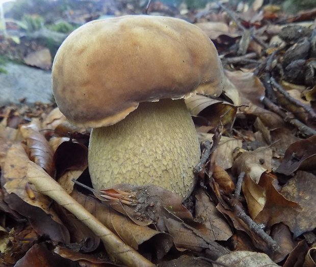 hríb dubový Boletus reticulatus Schaeff.