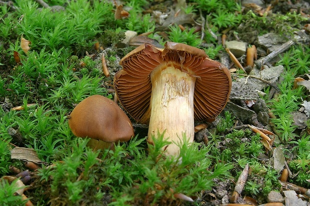 pavučinovec plyšový Cortinarius orellanus Fr.