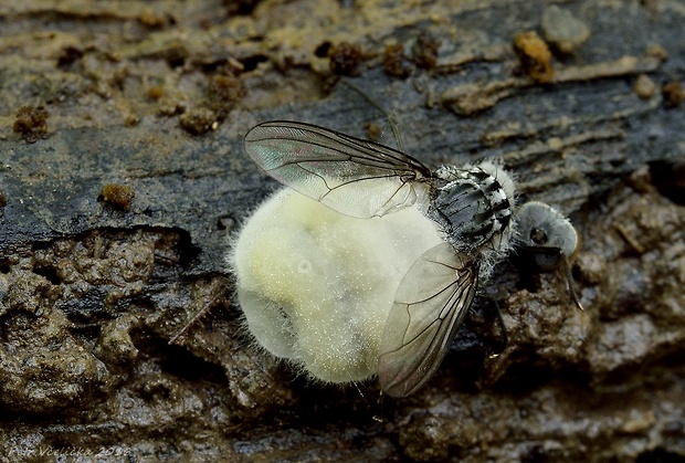 hmyzomorka mušia Entomophthora muscae (Cohn) Fresen.