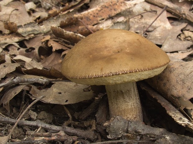 kozák hrabový Leccinum pseudoscabrum (Kallenb.) Šutara