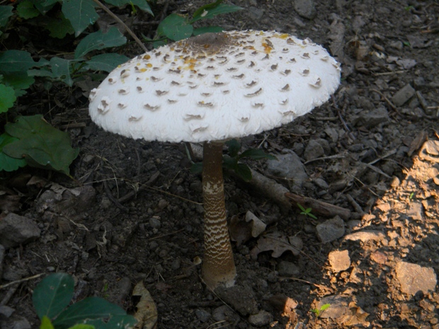 bedľa Macrolepiota sp.